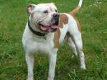 American-Bulldog-1.jpg