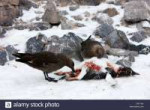 two-antarctic-skua-picking-over-the-remains-of-dead-gentoo-[...].jpg