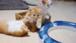 Kittens.webm