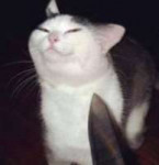 crying-cat-meme-transparent-best-of-eyes-of-crying-cat-meme[...].jpg