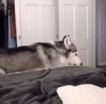 husky.webm