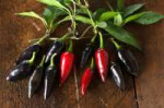 Black Hungarian Pepper.jpg