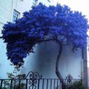 14743134855290 japan pink blue tree.jpg