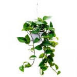 Epipremnum-aureum-Golden-Pothos-40cm.jpg.jpg