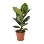 Ficus-elastica-Robusta-Rubber-Plant.jpg.jpg