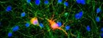 Neuron-AMPA-receptor-red-tubulin-green-nucleus-blue.jpg