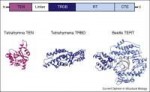 Domain-structure-of-the-TERT-catalytic-subunit-TERT-contain[...].png