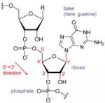 RNAchemicalstructure.GIF