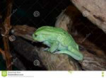 green-sad-frog-resting-log-76775763.jpg