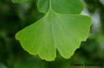 ginkgo-2-gr.jpg