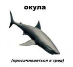 Shark.png