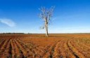 803534-1-eng-GBclimate-drought-tree13081600x450.jpg