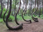 Crooked Forest.jpg