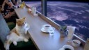 catspace.webm