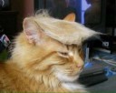 Trumpcat14889353505130