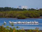 American-White-Pelicans.jpg