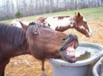 funny-horse-laughing-its-stall-5378.jpg