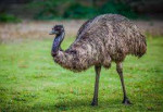 emu.jpeg