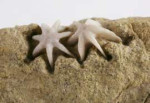 TheChildrensMuseumofIndianapolis-Evactinoporabryozoan-detail.jpg