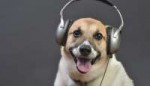 dog-music.jpg