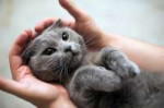 CatsGreyHandsPawsCute5266231920x1282.jpg