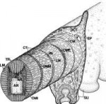 Diagram-of-the-arm-of-Octopus-showing-three-dimensional-arr[...].png