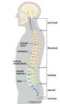 pe-anatomyspine-fig2.jpg