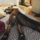 fox legs.jpg