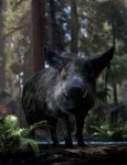 00-main-wild-boar-by-am-daz3d.jpg