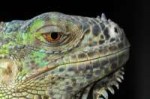 lagarto-iguana-reptil-dragon-ojos-Fondos-de-Pantalla-HD-pro[...].jpg