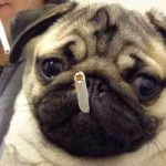 pug life.jpg