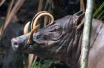 babirusa-coke-smith.jpg