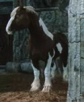 horse no.webm