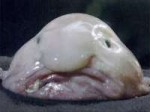 blobfish.jpg