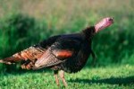 wild-turkey-1665326960720.jpg