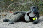 Beach-Bikini-Baboon-94416.jpg