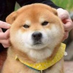 ryuji-is-the-most-adorable-shiba-from-japan-1.jpg