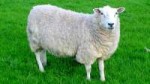 australian-sheep-drops-89-pounds-worth-of-wool[1].jpg