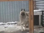 Dog Dancing.mp4