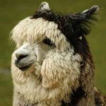 Alpacaheadshot.jpeg