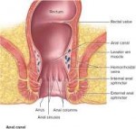 anatomy-of-colon-in-centimeters-large-intestine-function-lo[...].jpg