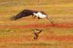 fox-eagle-8.jpg