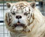 0706a9db1766d1c2203d25417b1a9287--down-syndrome-white-tigers.jpg