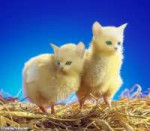 Chicken-Cats--116363.jpg