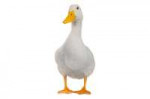 duck.0.png