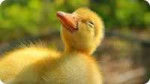 smug duckling.jpg