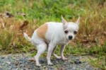 depositphotos133294624-stock-photo-chihuahua-dog-pooping.jpg