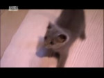 Котятки не стоит вскрывать.webm