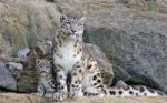 AnimalsLionstigerswildcatsSnowLeopardandtheKitten033820.jpg