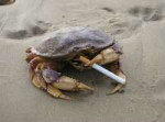 crabs-with-cigarettes-01.jpg